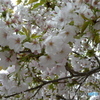 散り始めの楊貴妃桜