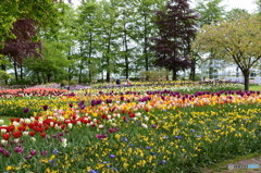 キュウケンホフ公園Keukenhof8