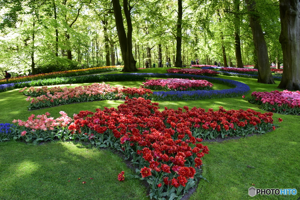 キュウケンホフ公園Keukenhof14