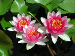 waterlily02