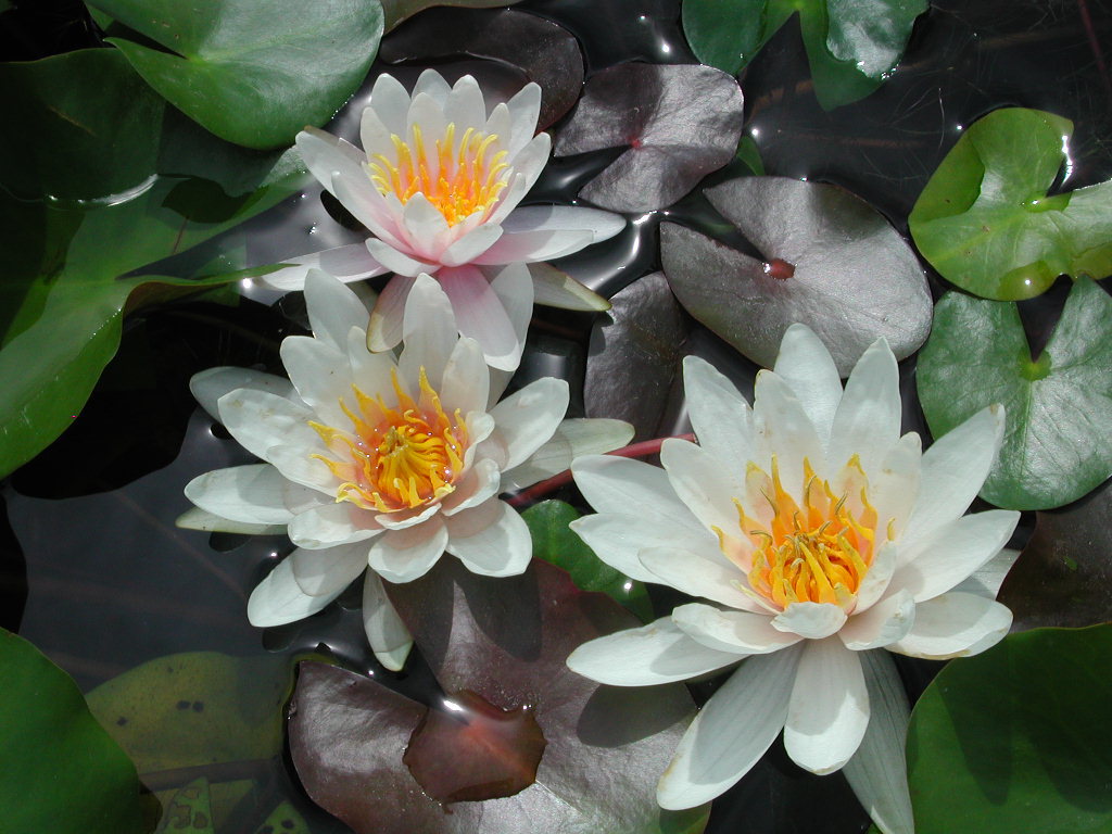 waterlily04