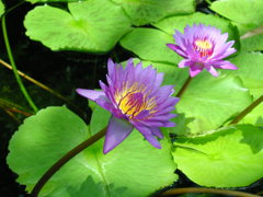 waterlily05