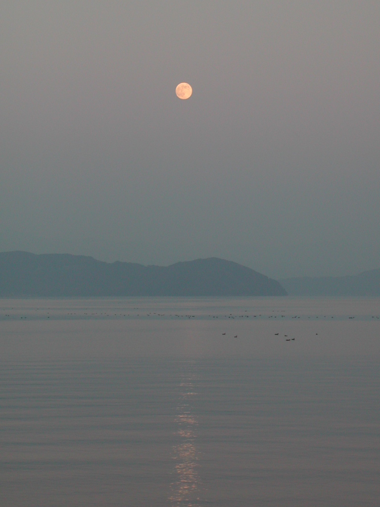 琵琶湖の水鳥と月