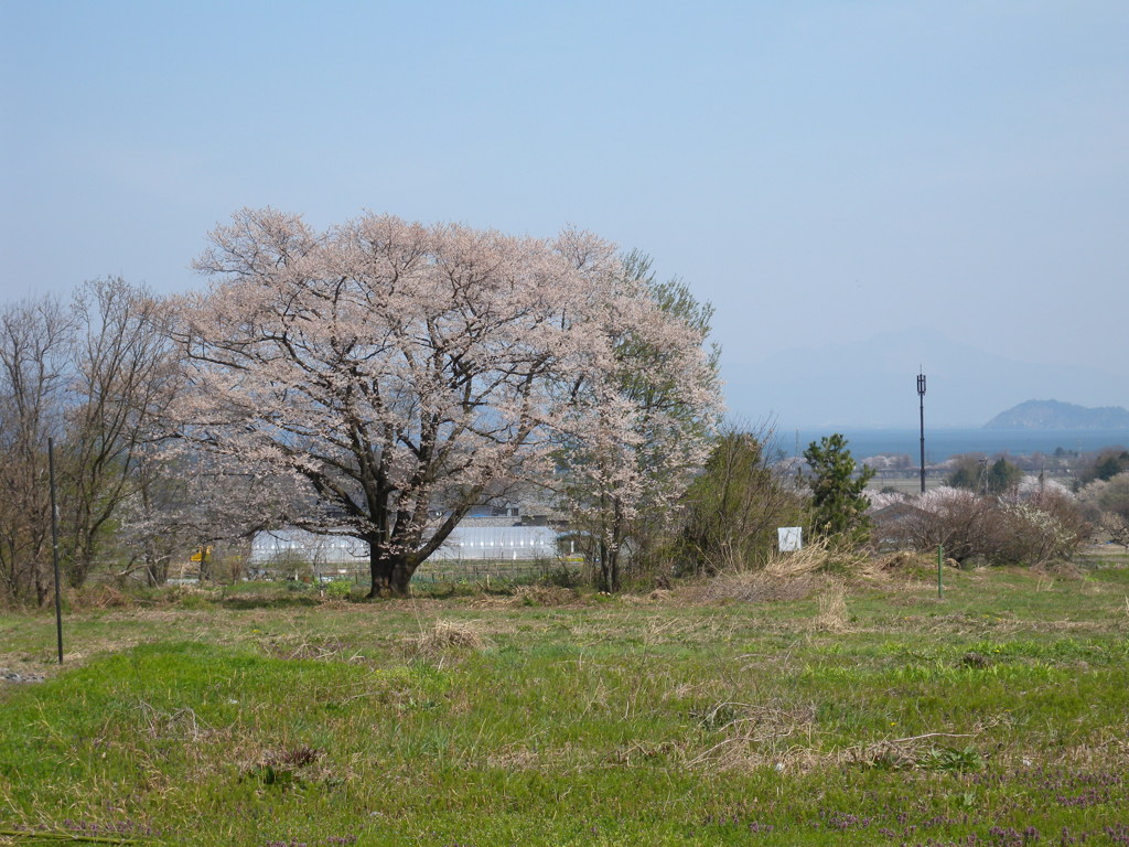 「竹生の桜」