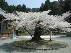 福井県若狭町　楊貴妃桜＃1