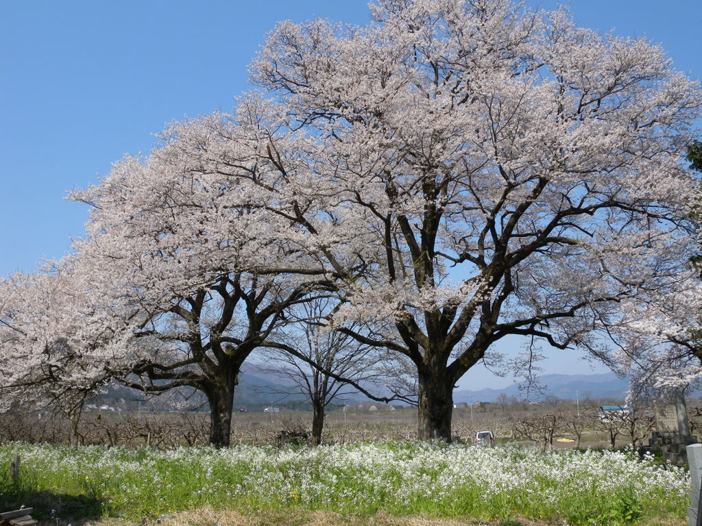 「夫婦桜」