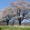 「夫婦桜」