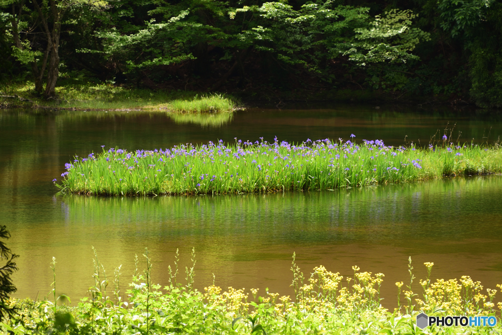 平池　カキツバタ　静寂