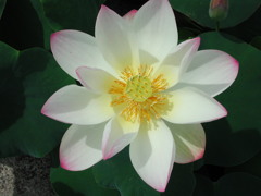 waterlily03