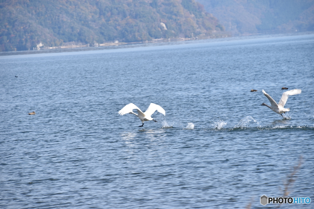 2015.12.2琵琶湖にコハクチョウ飛来4
