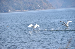 2015.12.2琵琶湖にコハクチョウ飛来4