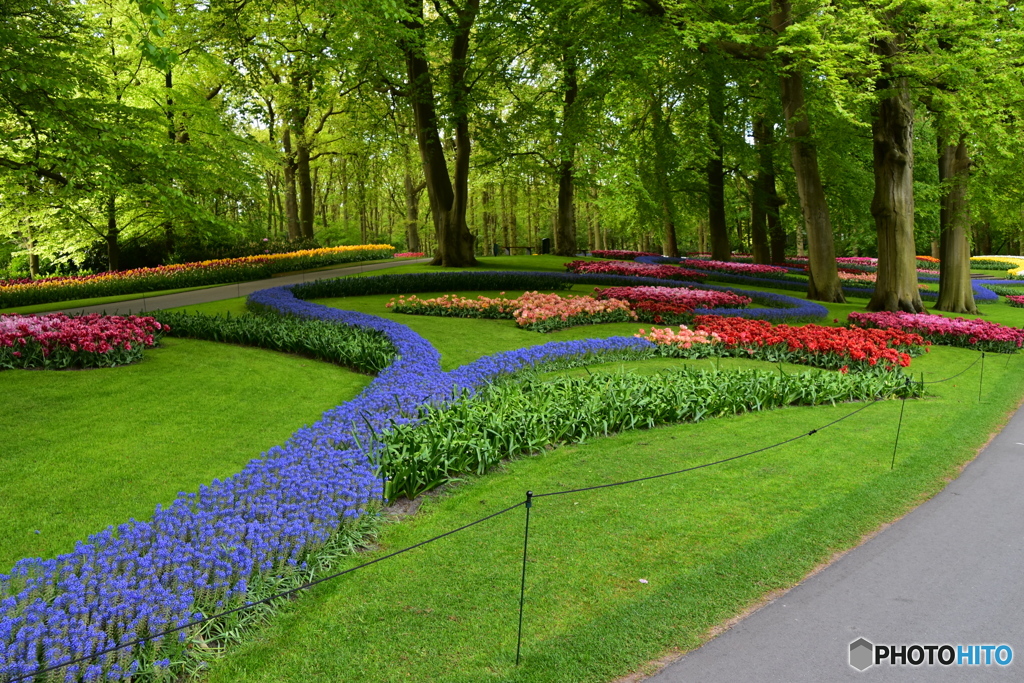 キュウケンホフ公園Keukenhof5