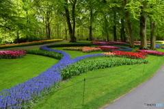 キュウケンホフ公園Keukenhof5