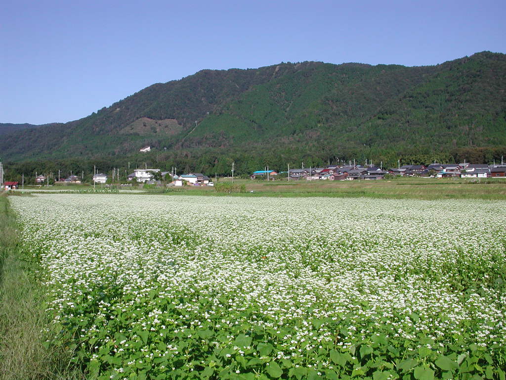 高島市　箱館そば畑