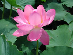 Lotus01