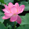 Lotus01