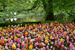 キュウケンホフ公園Keukenhof13