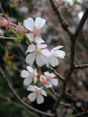 山桜 高島市