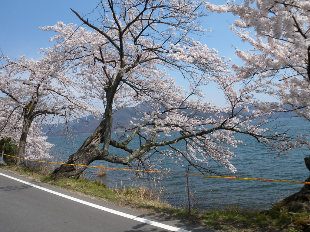 海津大崎ドライブスルー2