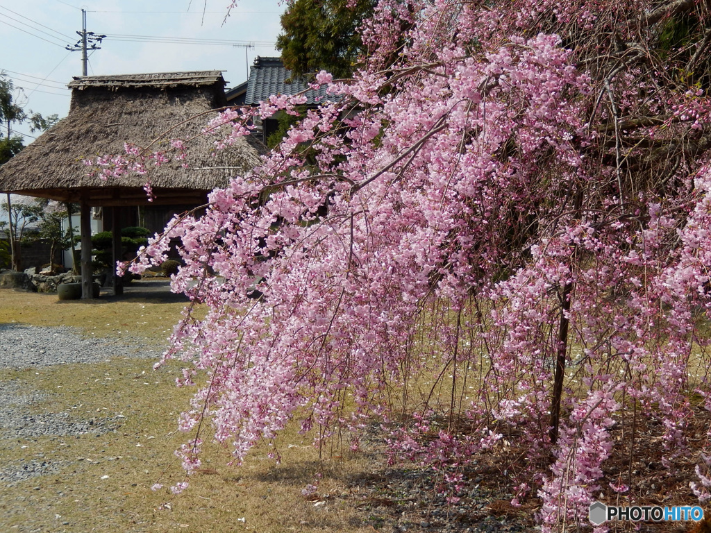しだれ桜