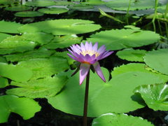 waterlily08