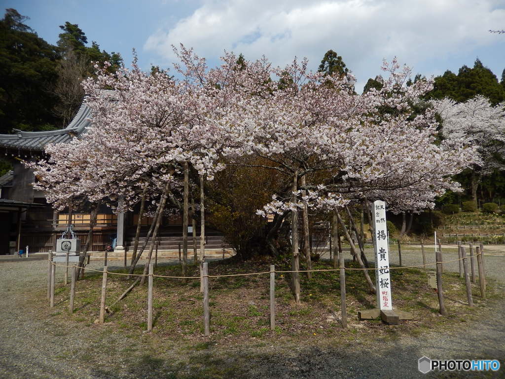 楊貴妃桜 By Blue Balloon Id 写真共有サイト Photohito