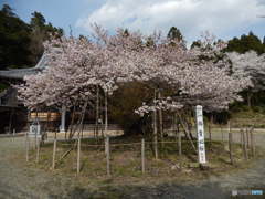 楊貴妃桜