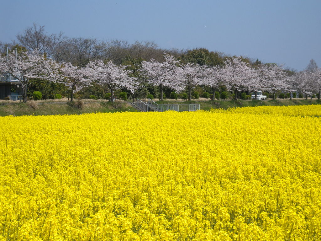 高島市　桜と菜の花