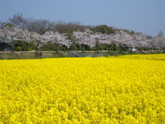 高島市　桜と菜の花