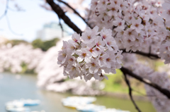 Cherry blossoms 2015 #2