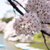 Cherry blossoms 2015 #2