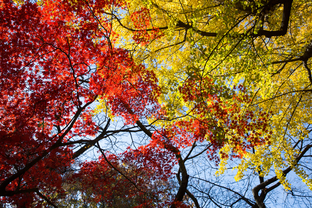 紅と黄色