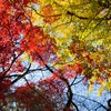 紅と黄色