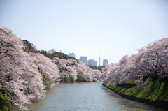 Cherry blossoms 2015 #3