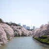 Cherry blossoms 2015 #3