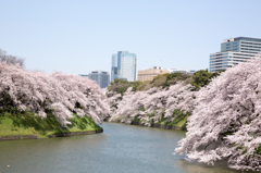 Cherry blossoms 2015 #1