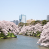 Cherry blossoms 2015 #1