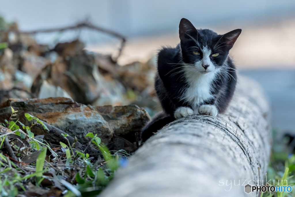 猫島