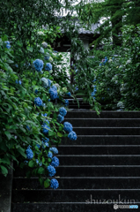 紫陽花寺