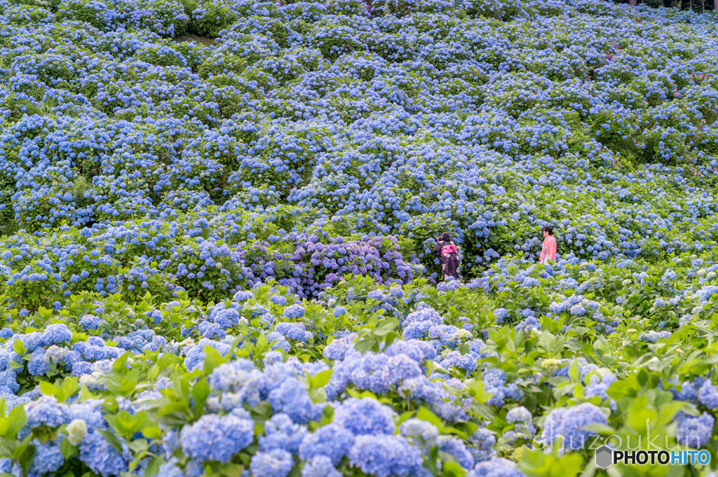 紫陽花の丘