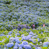 紫陽花の丘