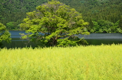 北竜湖１