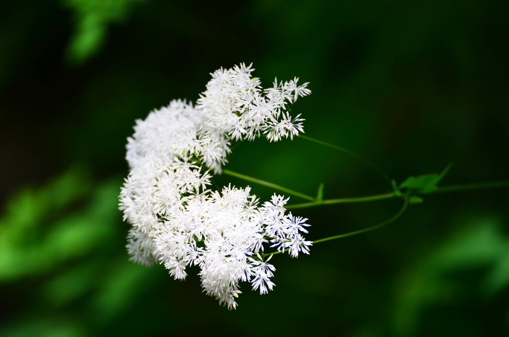渓谷　花