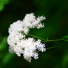 渓谷　花