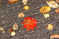 紅葉
