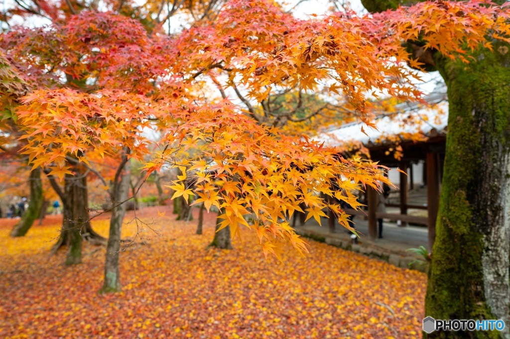 秋の京都@東福寺