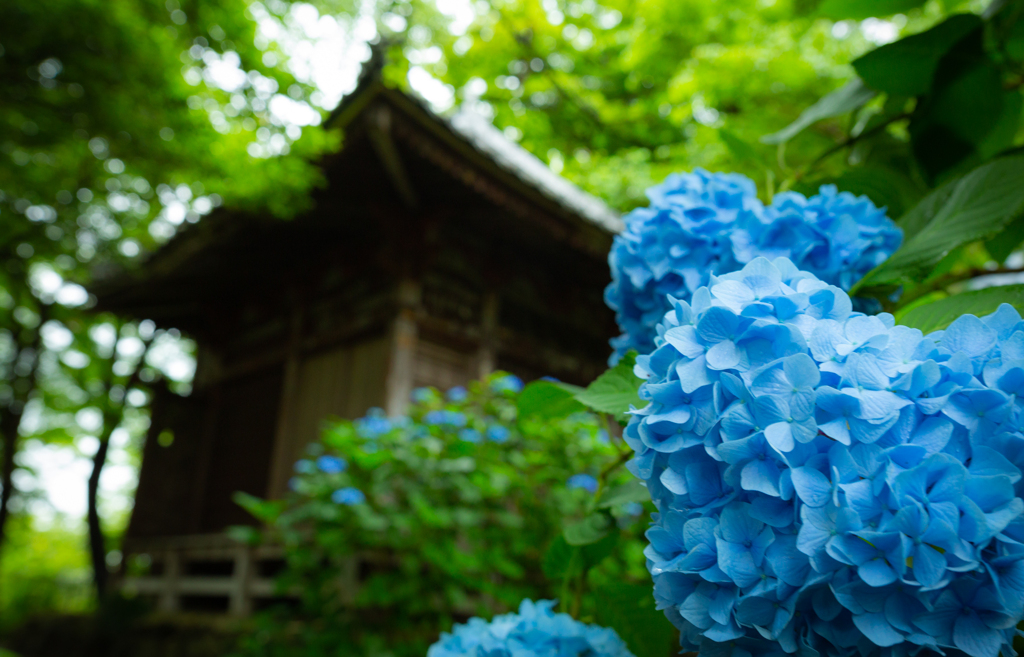 御堂と紫陽花