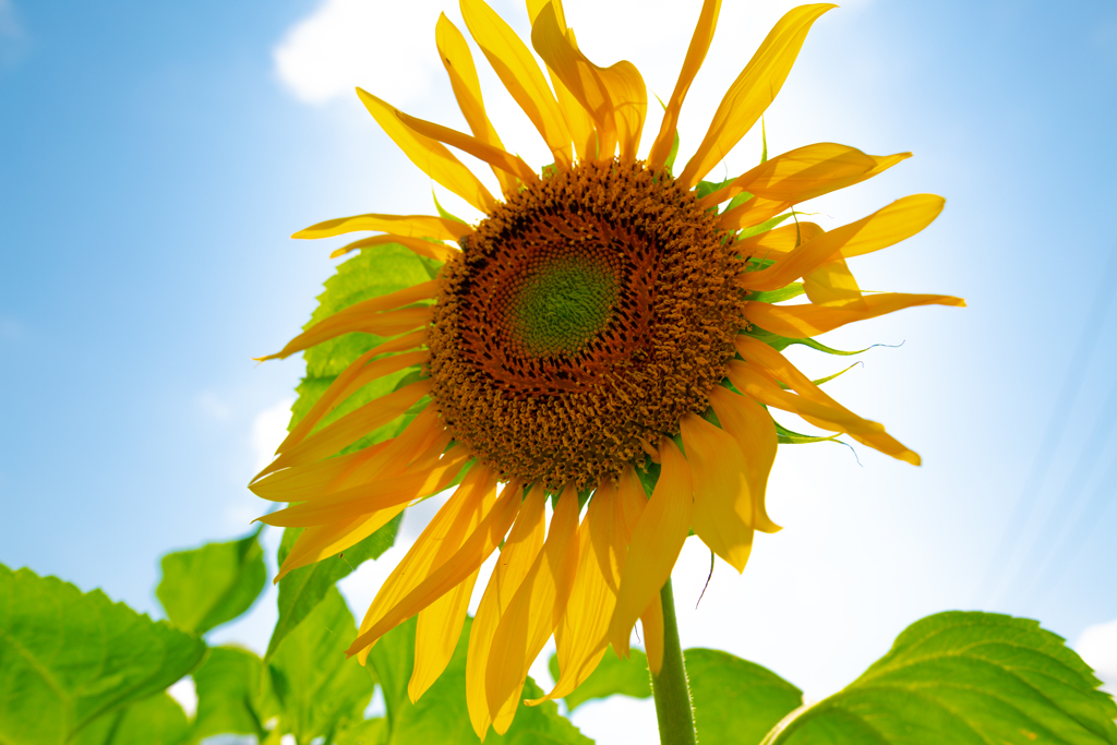 今年も夏は来る