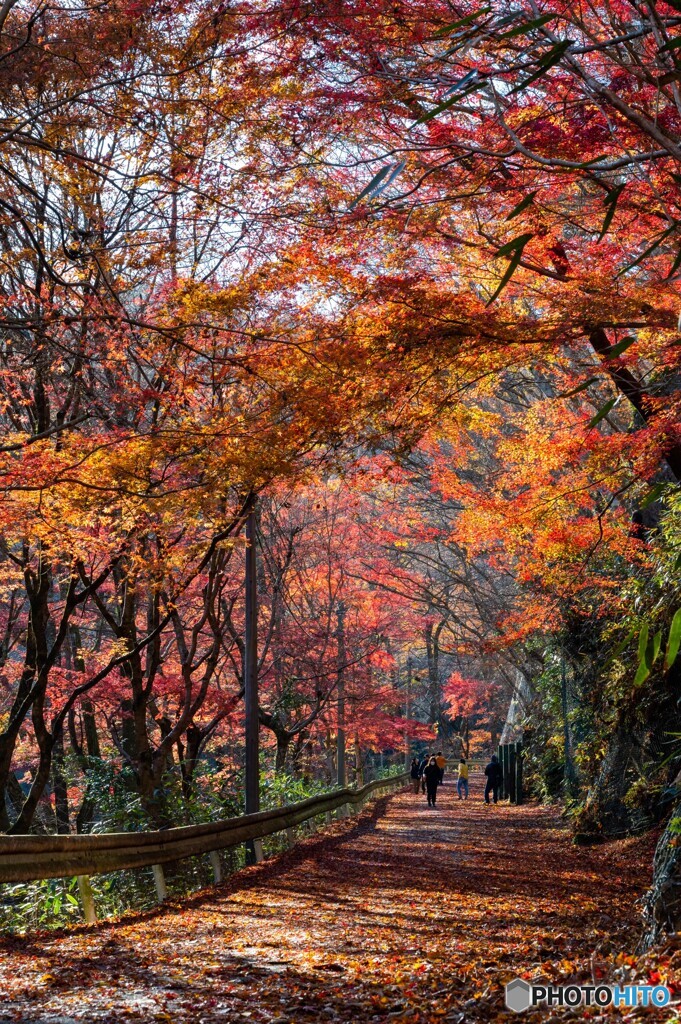 紅葉の道