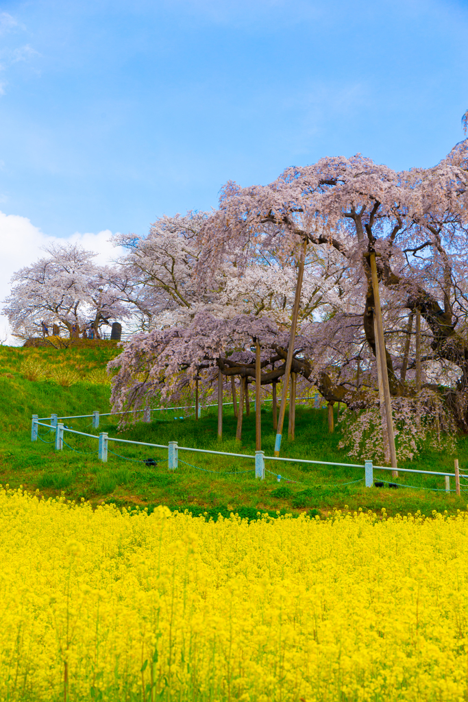 滝桜